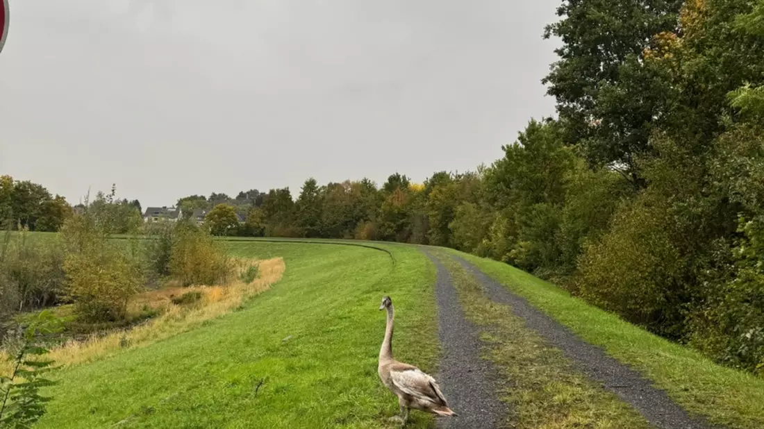FW-DO: Jungschwan in Dortmund-Scharnhorst aus misslicher Lage befreit - Bild: presseportal.de