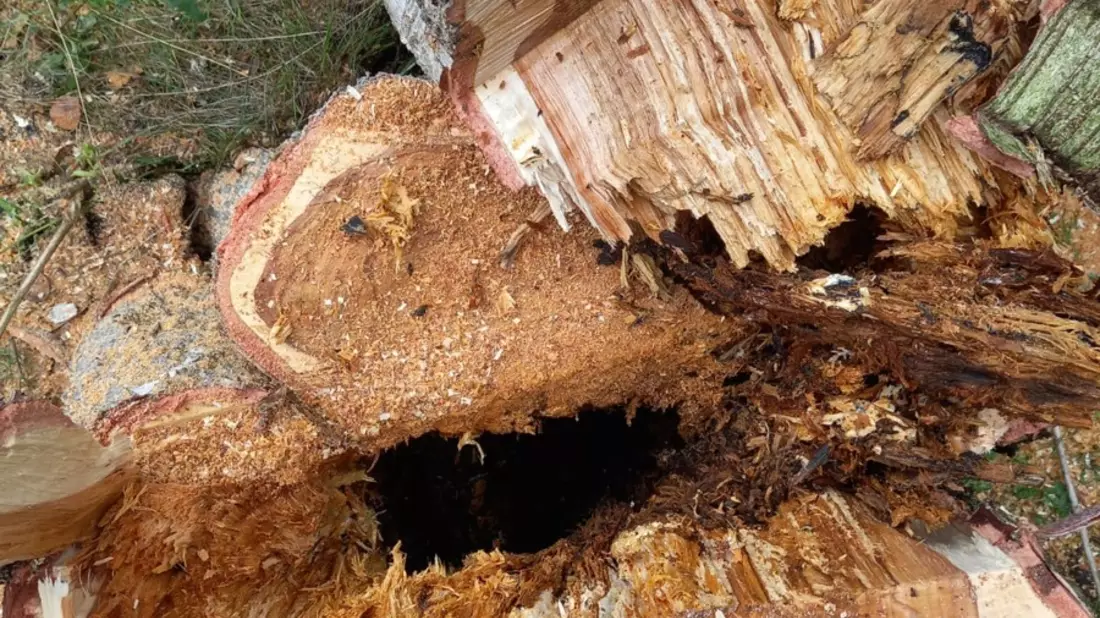 FW-OLL: Baum drohte auf Gebäude zu stürzen - Bild: presseportal.de