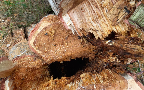 FW-OLL: Baum drohte auf Gebäude zu stürzen - Foto: presseportal.de