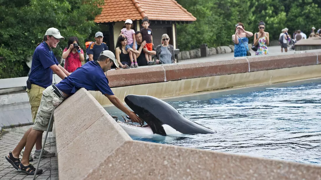 Der inzwischen geschlossene Freizeitpark in Kanada warnt, er müsse womöglich seine Tiere einschläfern. (Archivbild) - Bild: Randy Risling/Toronto Star/Zuma Press/dpa