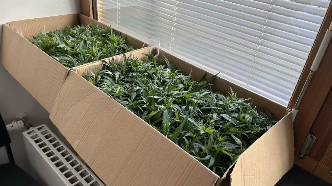 ZOLL-H: Joints für ein ausverkauftes Fußballstadion/ZOLL stellt 181 Cannabispflanzen bei Fahrzeugkontrolle auf der A1 sicher - Bild: presseportal.de