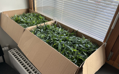 ZOLL-H: Joints für ein ausverkauftes Fußballstadion/ZOLL stellt 181 Cannabispflanzen bei Fahrzeugkontrolle auf der A1 sicher - Foto: presseportal.de