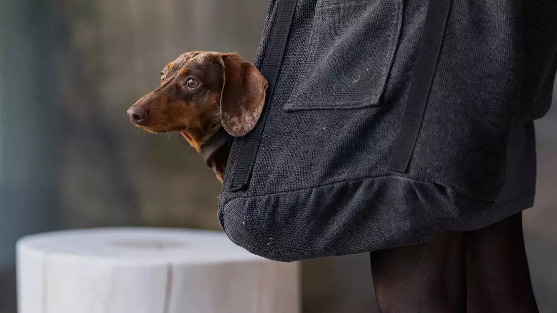 Die Haltung eines Hundes geht ins Geld. (Symbolbild) - Bild: Rolf Vennenbernd/dpa