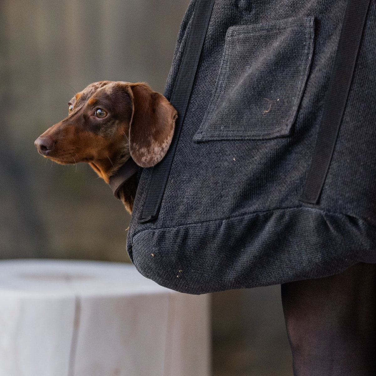 Die Haltung eines Hundes geht ins Geld. (Symbolbild) - Foto: Rolf Vennenbernd/dpa