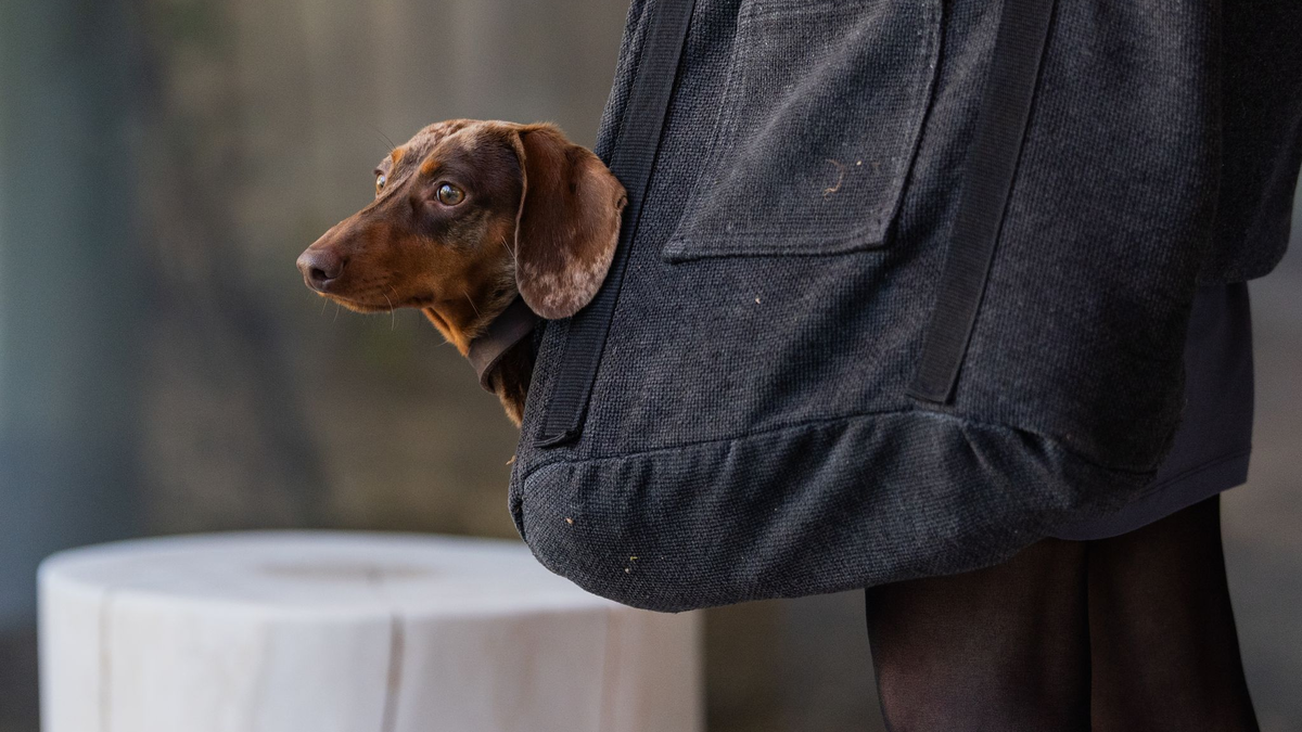Die Haltung eines Hundes geht ins Geld. (Symbolbild) - Foto: Rolf Vennenbernd/dpa