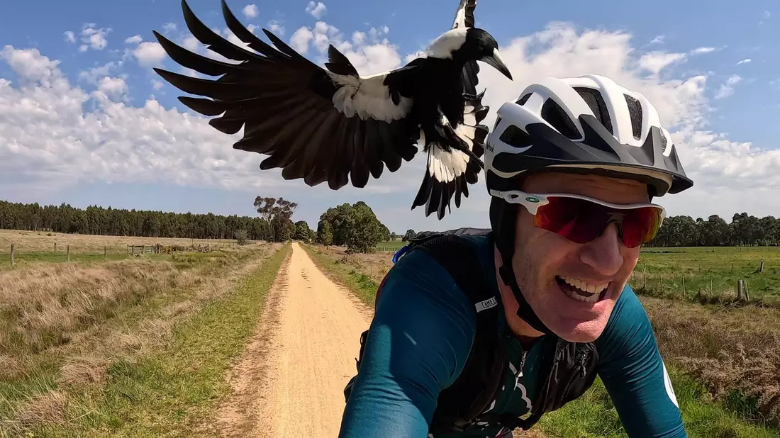 Radfahrer Shane Miller testet einen «PieProof»-Helm gegen Magpie-Angriffe. - Bild: Shane Miller/GPLama/dpa