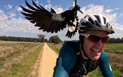 Radfahrer Shane Miller testet einen «PieProof»-Helm gegen Magpie-Angriffe. - Foto: Shane Miller/GPLama/dpa