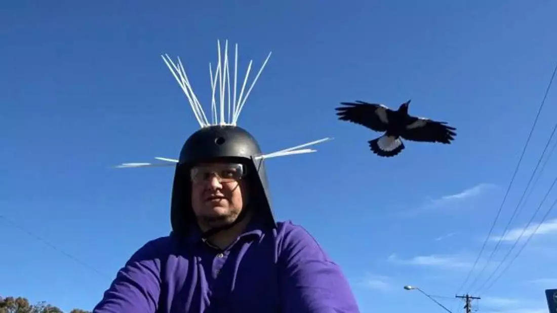 Youtuber Daniel Fitzgerald testet seinen Anti-Magpie-Helm. - Bild: Daniel Fitzgerald