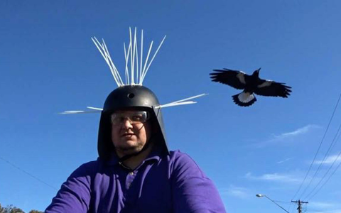 Youtuber Daniel Fitzgerald testet seinen Anti-Magpie-Helm. - Foto: Daniel Fitzgerald