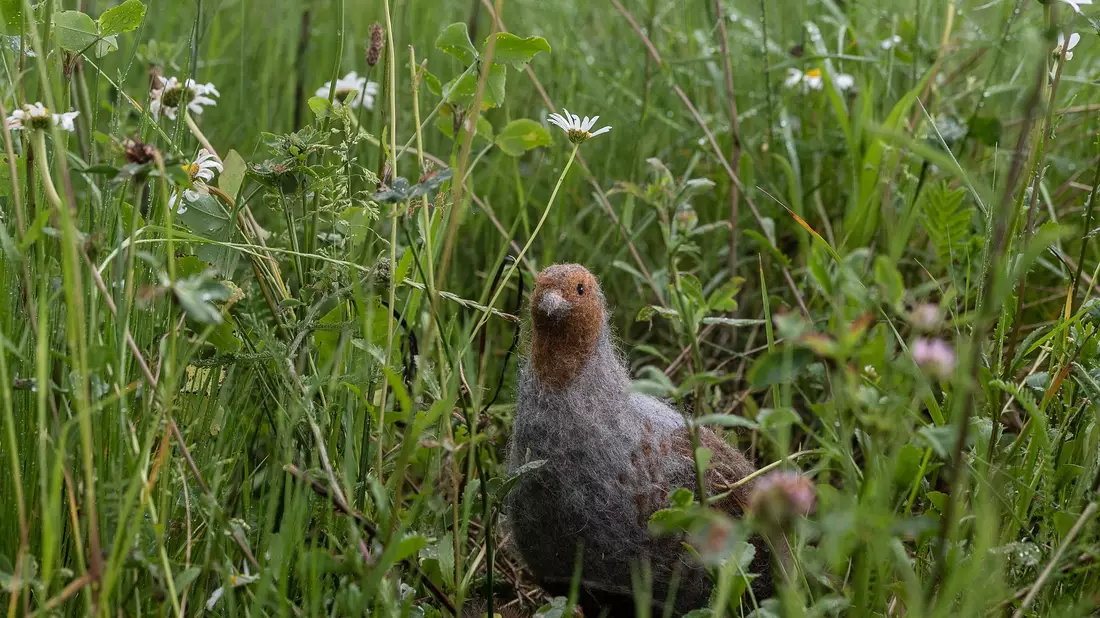 Das in seinem Bestand gefährdete Rebhuhn ist zum Vogel des Jahres gewählt worden. (Archivbild) - Bild: Swen Pförtner/dpa