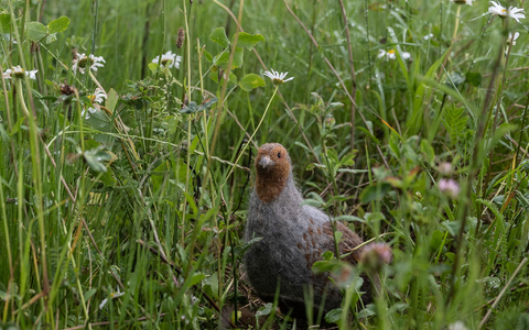 Das in seinem Bestand gefährdete Rebhuhn ist zum Vogel des Jahres gewählt worden. (Archivbild) - Foto: Swen Pförtner/dpa