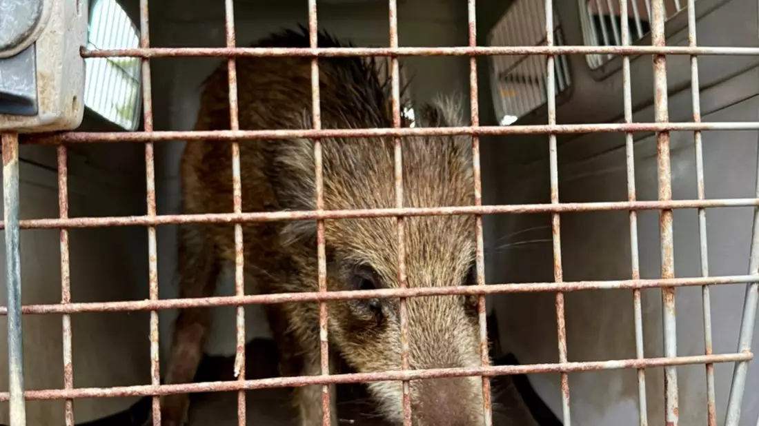 POL-KN: (Bodman-Ludwigshafen, Lkr. Konstanz) Frischling on Tour - kleines Wildschwein legt Verkehr lahm (09.10.2025) - Bild: presseportal.de