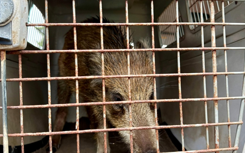POL-KN: (Bodman-Ludwigshafen, Lkr. Konstanz) Frischling on Tour - kleines Wildschwein legt Verkehr lahm (09.10.2025) - Foto: presseportal.de
