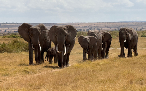 In der Nähe des Unfallorts befindet sich ein privater Wildpark, in dem zahlreiche Elefanten leben. (Symbolbild) - Foto: Eva Krafczyk/dpa