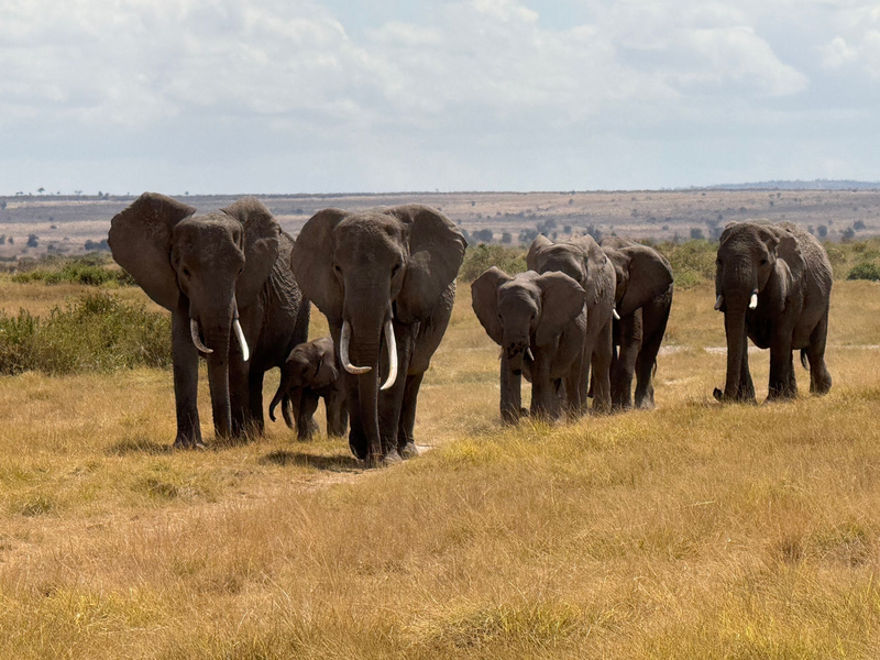 In der Nähe des Unfallorts befindet sich ein privater Wildpark, in dem zahlreiche Elefanten leben. (Symbolbild) - Foto: Eva Krafczyk/dpa