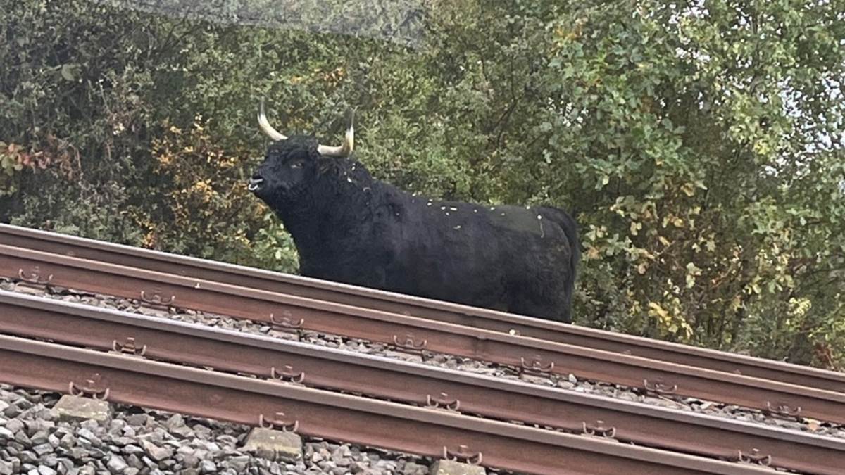 POL-GS: Pressemitteilungen der Polizeiinspektion Goslar vom 10.10.2025 - Foto: presseportal.de