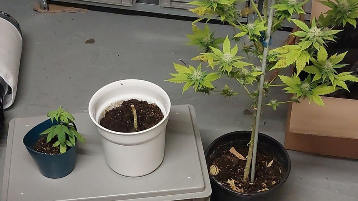 POL-KI: 251010.2 Kiel / Kreis Plön: Polizei findet Hanfplantage - Foto: presseportal.de