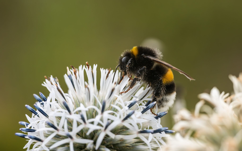 Zehn Prozent der Wildbienen sind in Europa bedroht (Archivbild) - Foto: Silas Stein/dpa