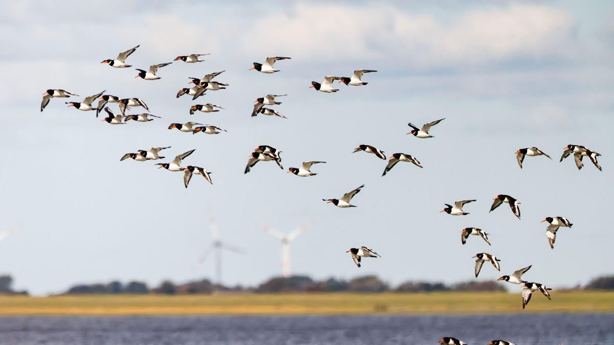 Die IUCN hat mit Blick auf den Schutz des Wattenmeers einige Bedenken (Archivbild) - Foto: Frank Molter/dpa