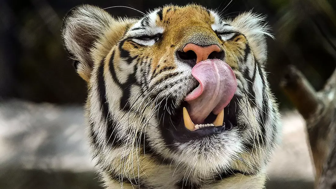 Die Behörden riefen die Bevölkerung auf, sich sofort zu melden, wenn sie den Tiger sehen. (Archivbild) - Bild: CHE-RSK/PTI/dpa