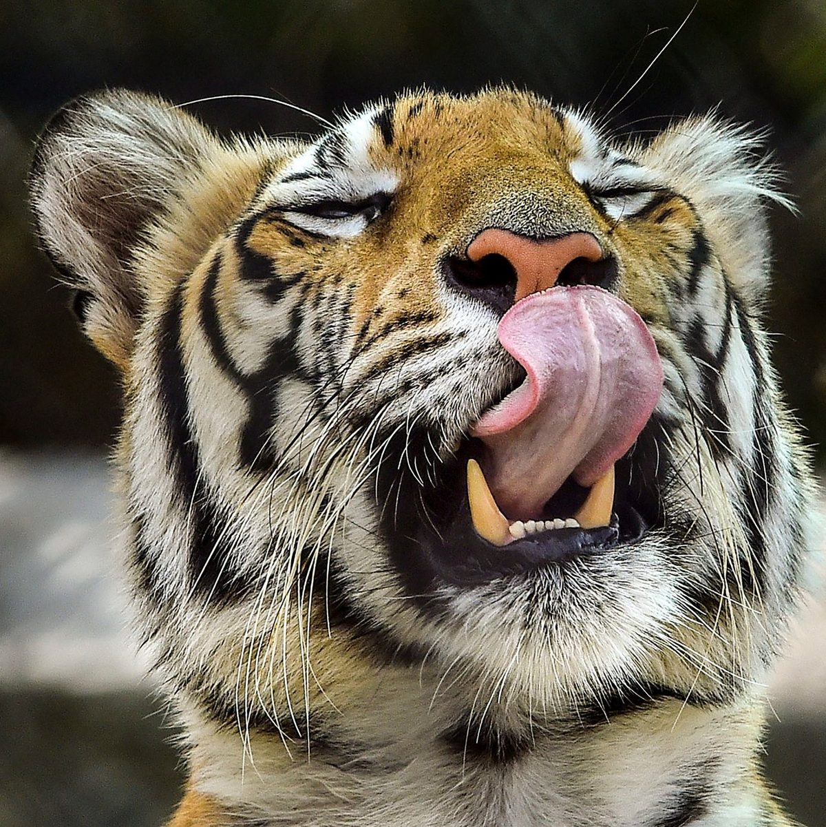 Die Behörden riefen die Bevölkerung auf, sich sofort zu melden, wenn sie den Tiger sehen. (Archivbild) - Foto: CHE-RSK/PTI/dpa