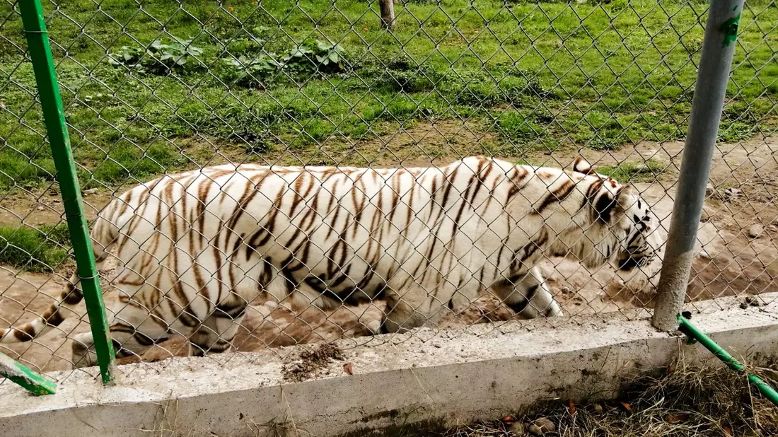 Nach Angaben der Behörden wiegt der entlaufene Tiger rund 130 Kilogramm.  - Bild: -/mexikanische Umweltbehörde/dpa