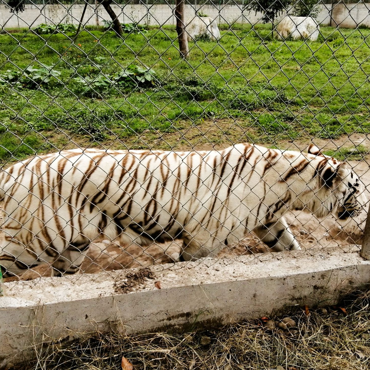 Nach Angaben der Behörden wiegt der entlaufene Tiger rund 130 Kilogramm.  - Foto: -/mexikanische Umweltbehörde/dpa