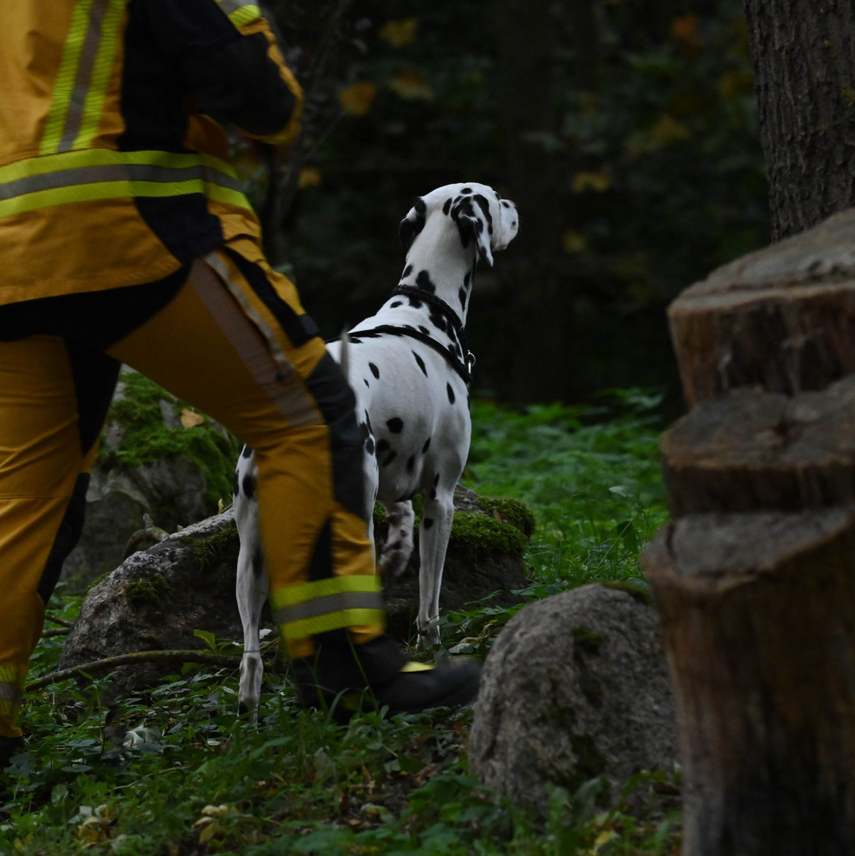 Die Polizei suchte auch mit Hunden nach dem vermissten Fabian.  - Foto: Stefan Sauer/dpa