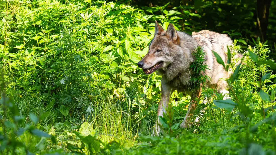 Die Wolfpopulation stagniert in Deutschland auf recht hohem Niveau.  - Bild: Philipp Schulze/dpa