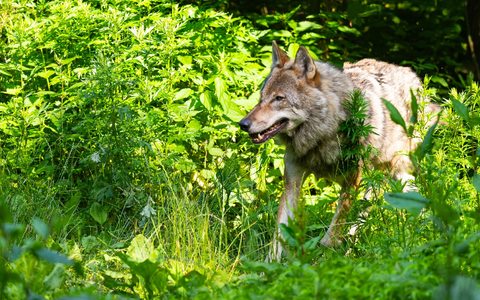 Die Wolfpopulation stagniert in Deutschland auf recht hohem Niveau.  - Foto: Philipp Schulze/dpa