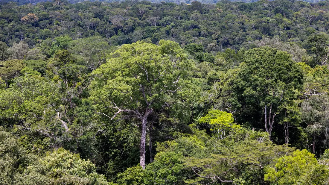 Bedroht: Ein Baum steht im Regenwald in Brasilien. (Archivbild) - Bild: Jens Büttner/dpa