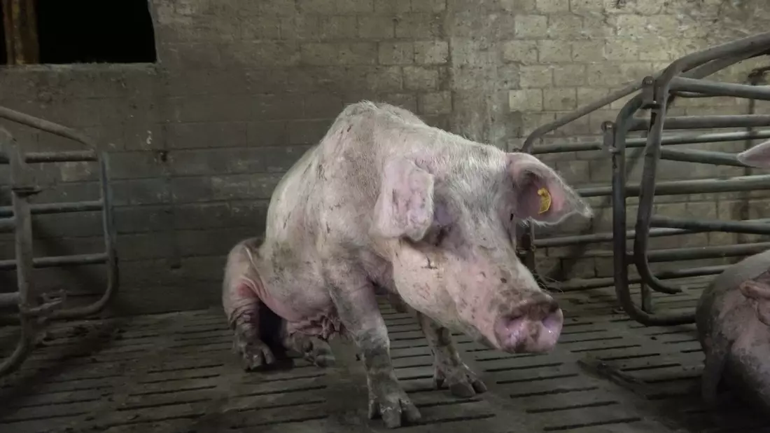 Verwahrlosung, massive Verletzungen und tote Tiere: ANINOVA deckt katastrophale Zustände in Schweinezucht im Märkischen Kreis auf - Bild: presseportal.de