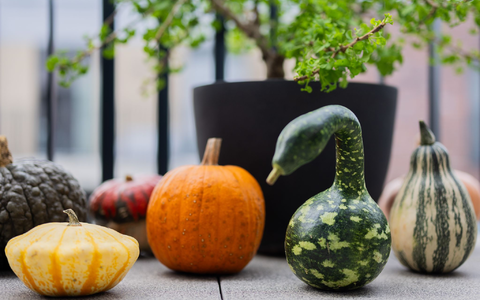 Der Kürbis hat viele Formen: Verschiedene bunte Kürbisse liegen auf einem Balkon. (Archivbild) - Foto: Rolf Vennenbernd/dpa