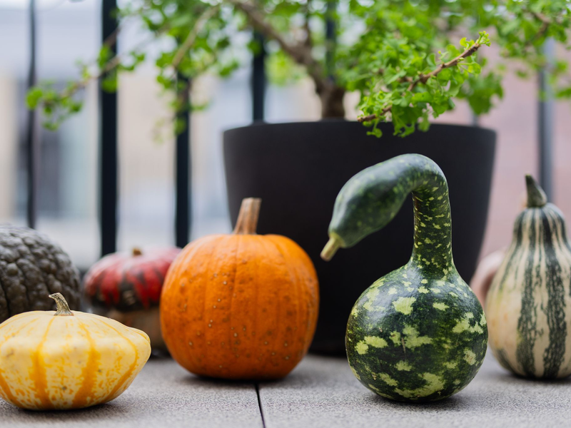Der Kürbis hat viele Formen: Verschiedene bunte Kürbisse liegen auf einem Balkon. (Archivbild) - Foto: Rolf Vennenbernd/dpa