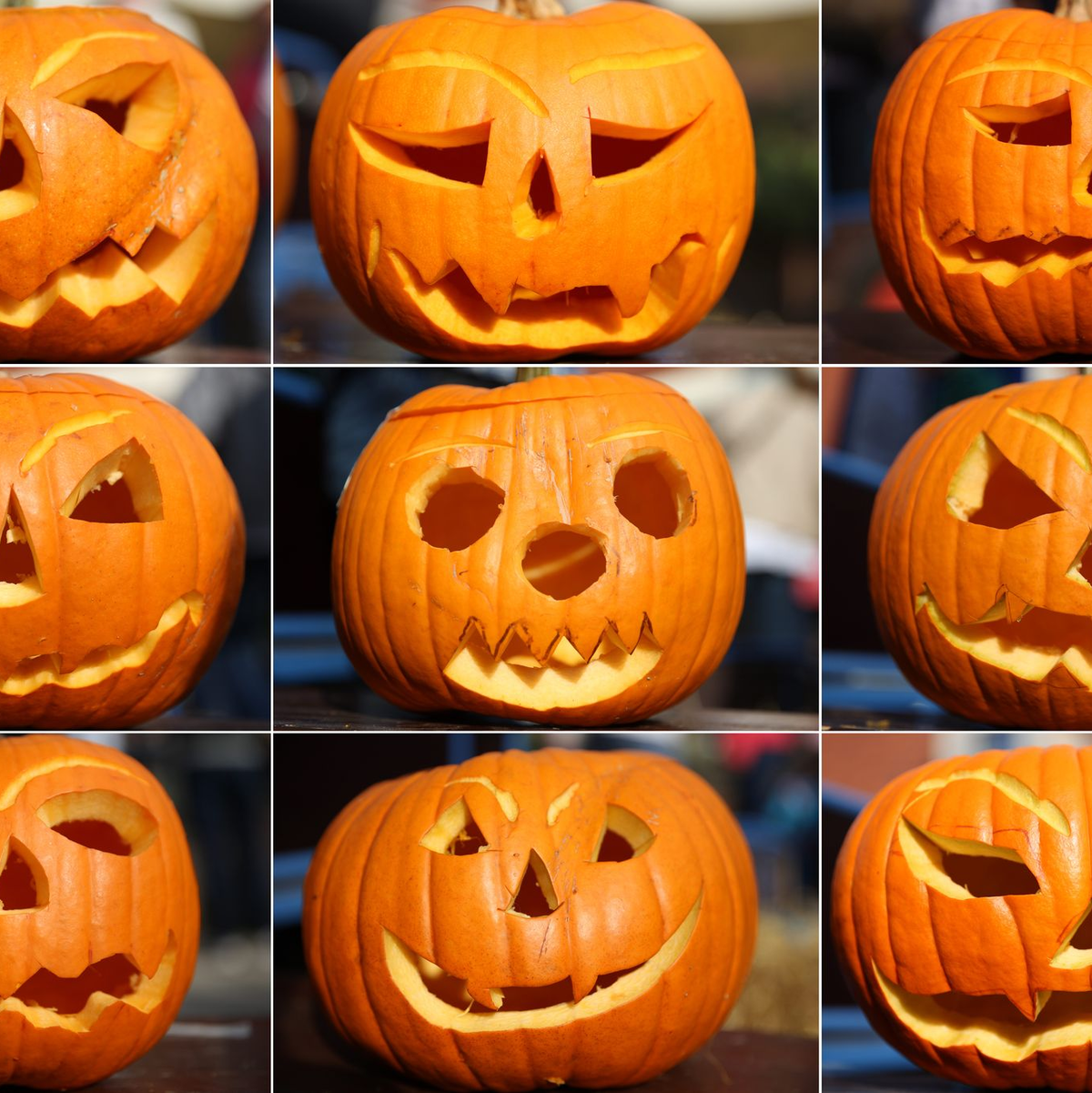 Ernte eines Kürbisses der Sorte Butternut. (Archivbild) - Foto: picture alliance / dpa