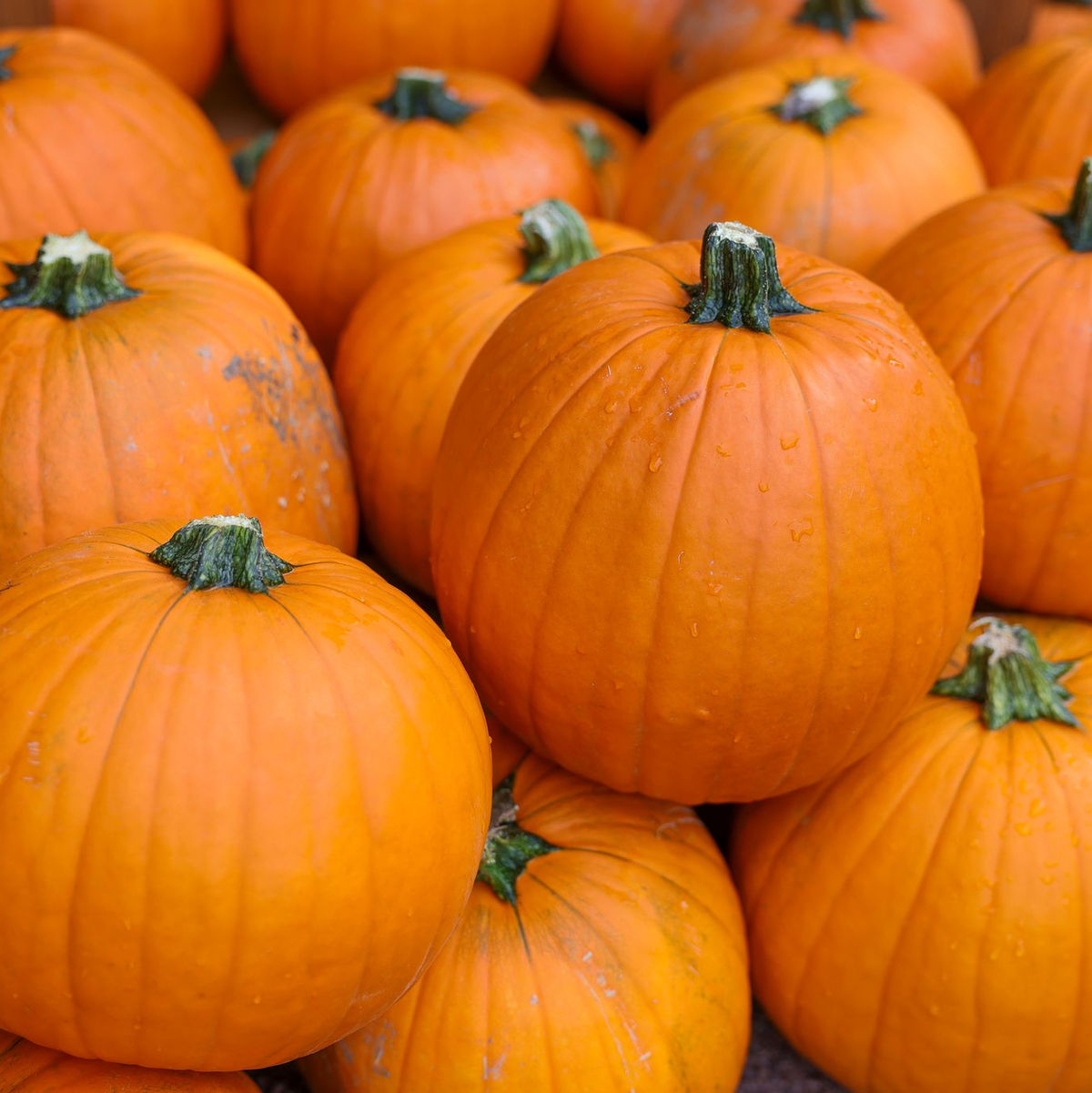 Gilt als der beliebteste Kürbis: Hokkaido. (Archivbild) - Foto: Jan Woitas/dpa
