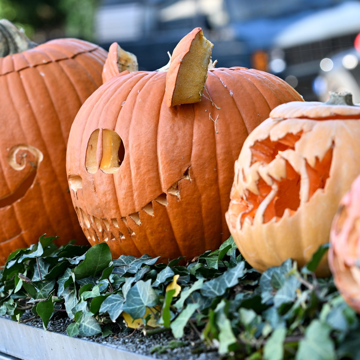 Ausgehöhlte Kürbisse mit gruseligen Fratzen in einem Vorgarten in Frankfurt am Main. (Archivbild) - Foto: Arne Dedert/dpa
