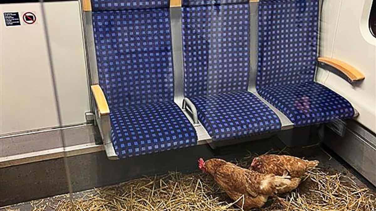«Die Eier sind 1. Klasse», schrieb die Deutsche Bahn auf Instagram zu den zurückgelassenen Hühnern. - Foto: -/Deutsche Bahn AG/dpa