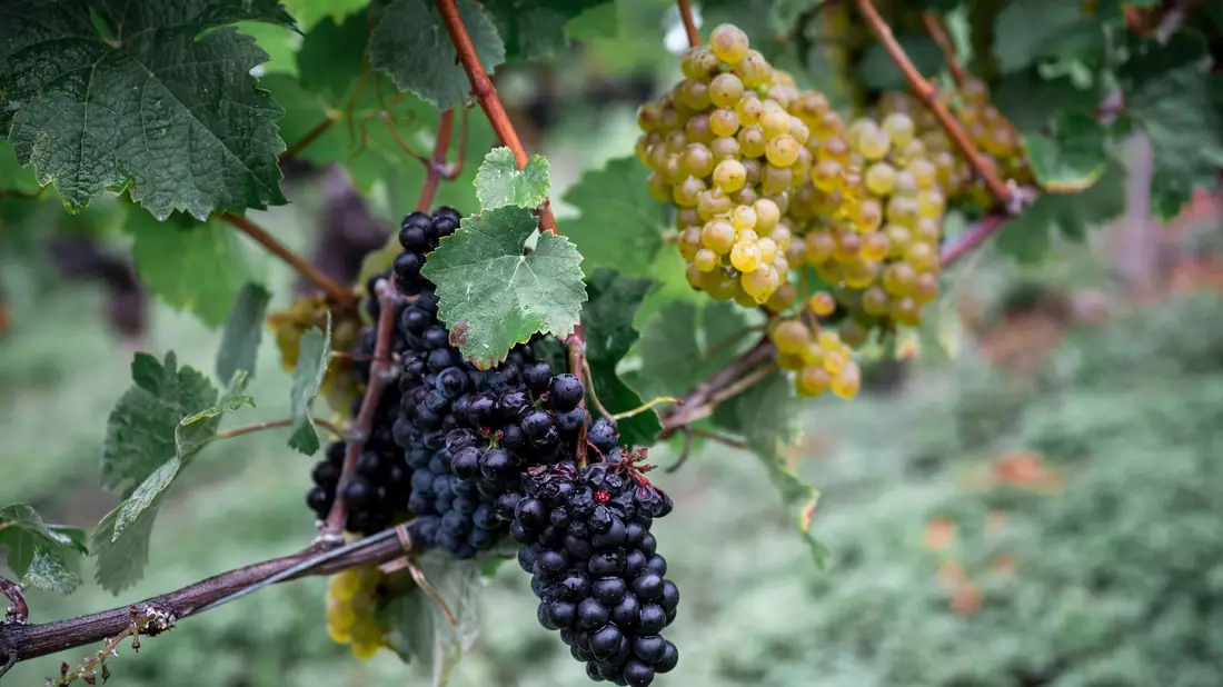 Die Weinernte fällt geringer aus als zu Beginn erwartet. (Archivbild) - Bild: Daniel Vogl/dpa