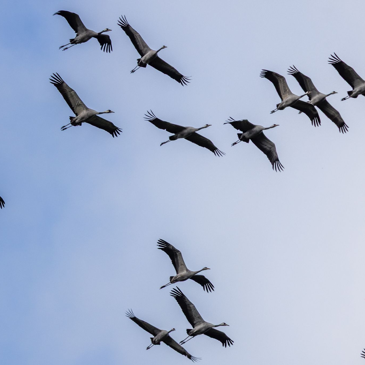 Zurzeit gibt es mehr als 100.000 Kraniche im ganzen Land. (Archivbild) - Foto: Frank Hammerschmidt/dpa