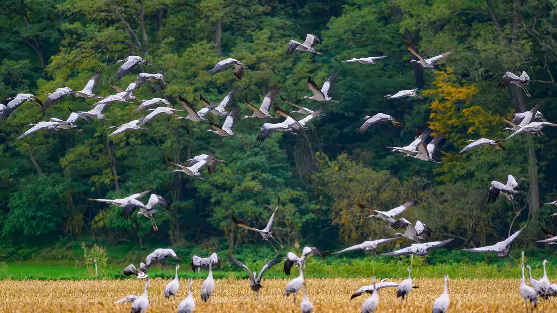 Schätzungsweise 400.000 Kraniche fliegen laut Nabu über mehrere Wochen hinweg über ganz Deutschland. (Archivbild)  - Bild: Patrick Pleul/dpa