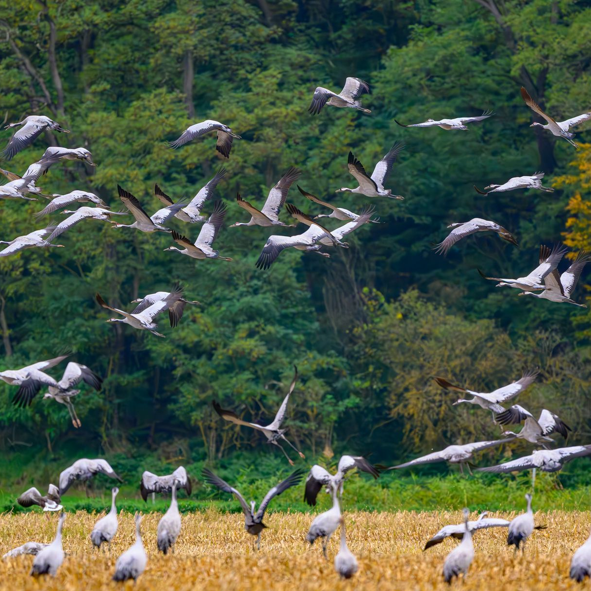 Schätzungsweise 400.000 Kraniche fliegen laut Nabu über mehrere Wochen hinweg über ganz Deutschland. (Archivbild)  - Foto: Patrick Pleul/dpa