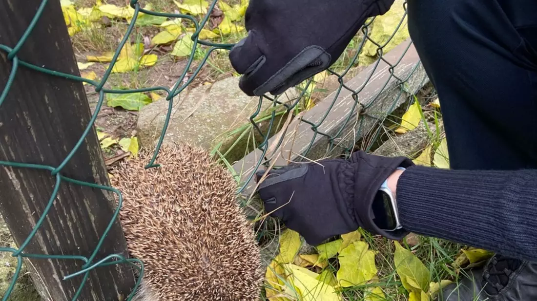POL-PDNW: Haßloch-Igel in Not - Bild: presseportal.de