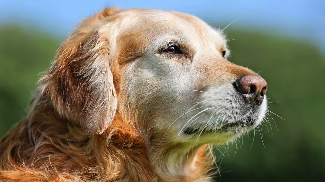 Graue Schnauze, großes Herz: So bleibt Ihr Hund im Alter fit und glücklich - Bild: presseportal.de