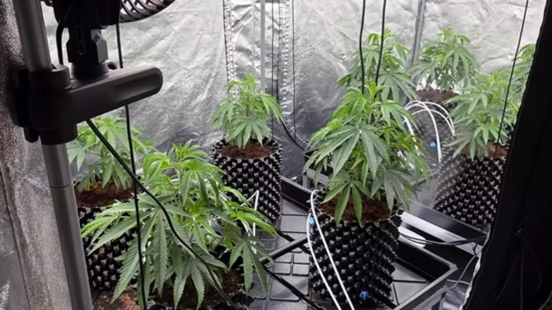 POL-RE: Gladbeck: Cannabisplantage entdeckt - Bild: presseportal.de