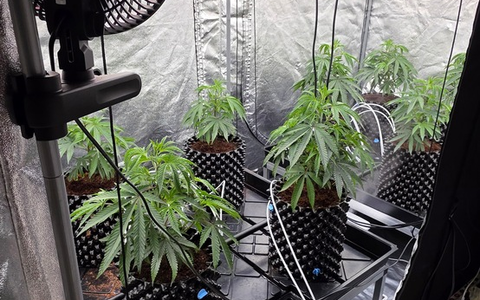 POL-RE: Gladbeck: Cannabisplantage entdeckt - Foto: presseportal.de