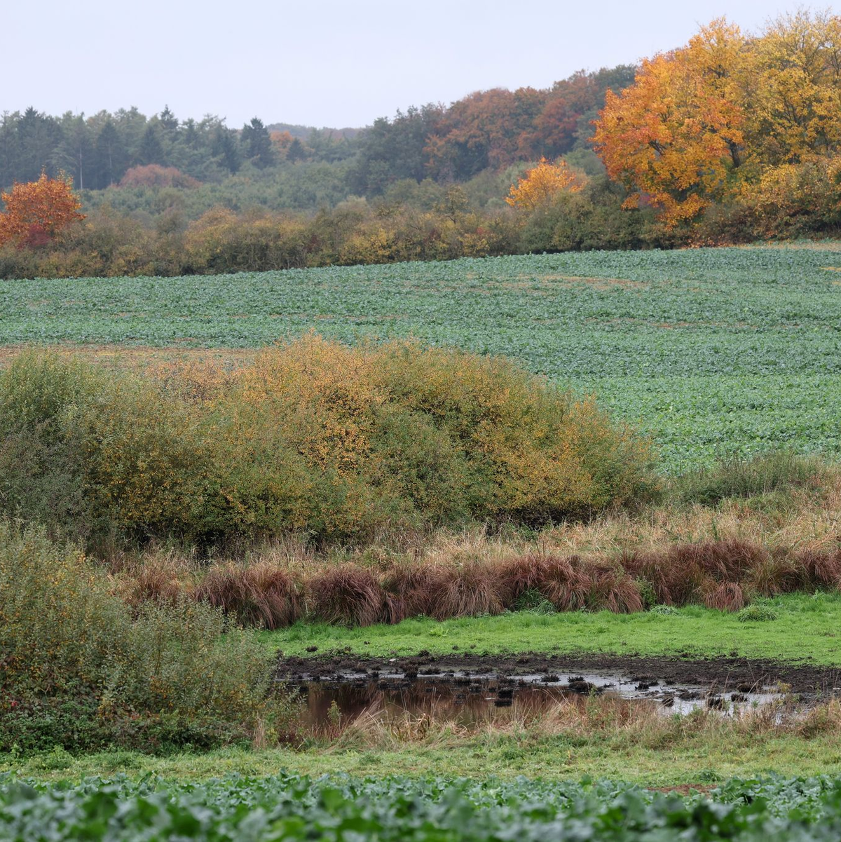 Die Staatsanwaltschaft hat bestätigt: Bei dem toten Kind, das bei Klein Upahl gefunden wurde, handelt es sich um den seit einer Woche vermissten Fabian aus Güstrow. - Foto: Bernd Wüstneck/dpa