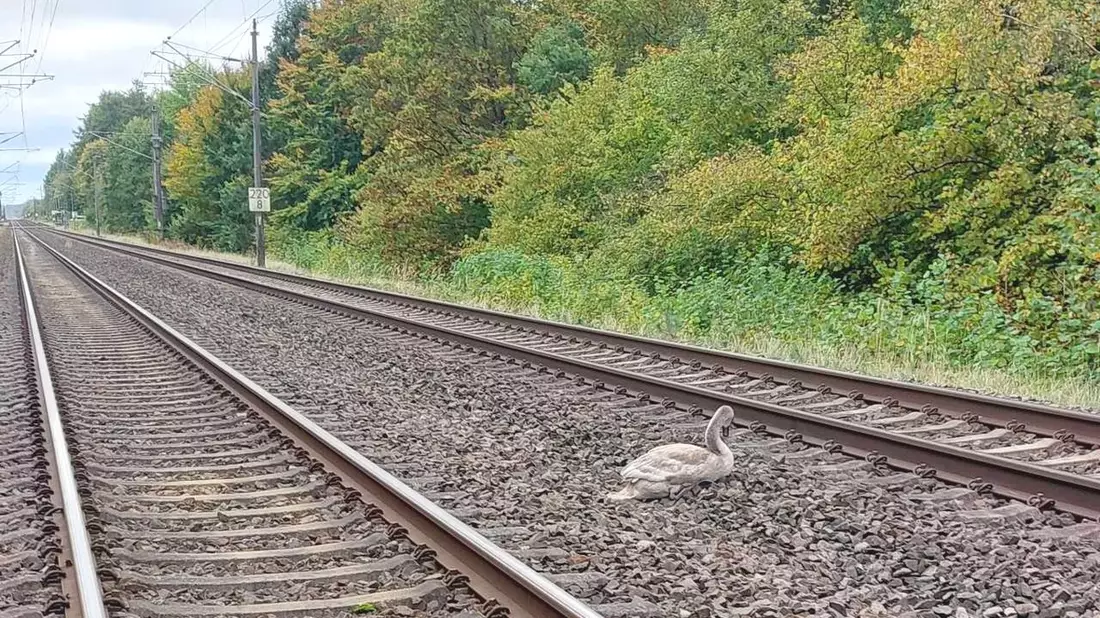 BPOL-HST: Jungen Schwan gerettet - Bild: presseportal.de
