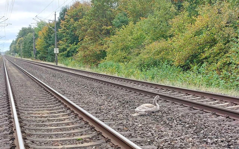 BPOL-HST: Jungen Schwan gerettet - Foto: presseportal.de