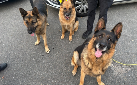 POL-OS: Osnabrück: Ermittlungserfolg - Ausgesetzte Schäferhunde gehörten zu einem Gewerbegrundstück - Foto: presseportal.de